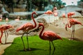 Closeup profile portrait of a pink flamingo. A group of flamingoes. Pink flamingos against green background