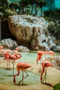 Closeup profile portrait of a pink flamingo. A group of flamingoes. Pink flamingos against green background Royalty Free Stock Photo