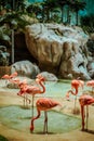 Closeup profile portrait of a pink flamingo. A group of flamingoes. Pink flamingos against green background