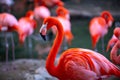 Closeup profile portrait of a pink flamingo. A group of flamingoes. Pink flamingos against green background Royalty Free Stock Photo