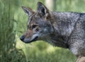 Closeup profile portrait of a red wolf Royalty Free Stock Photo