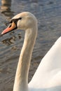 Closeup Profile portrait of white swan and blue water on a sunny day with sunset light. Wildlife Background Royalty Free Stock Photo