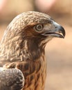 Closeup Profile of Red Tailed Hawk Royalty Free Stock Photo
