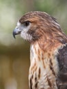 Closeup Profile of Red Tailed Hawk Raptor Royalty Free Stock Photo