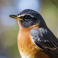 closeup profile robin bird head