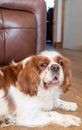 A closeup profile shot of a single Blenheim Cavalier King Charles Spaniel