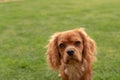 A closeup profile shot of a single isolated ruby Cavalier King Charles Spaniel