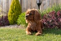 A closeup profile shot of a single isolated ruby Cavalier King Charles Spaniel