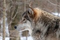 A closeup profile view of a Timber Wolf