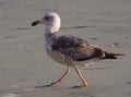 Closeup profile view of young Western Gull with second winter plumage walking on beach