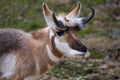 A closeup of a pronghorn in a grassy meadow Royalty Free Stock Photo