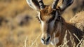Closeup of a pronghorns determined gaze as it tilts its head down ready to sprint across the grlands