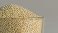 Closeup of Proso millet, tiny round seeds with a golden hue Royalty Free Stock Photo