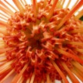 Closeup of a Protea Leucospermum Eclipse flower