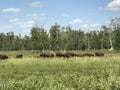 Passing Herd of Wild Buffalo in Elk Island National Park, Alberta, Canada Royalty Free Stock Photo