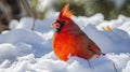Closeup of a proud cardinal with its spiked red crest contrasted against a soft blanket of freshly fallen snow