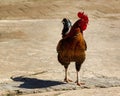 Closeup of a proud rooster perched on a rocky surface