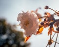 Closeup of Prunus serrulata, Japanese cherry flower. Royalty Free Stock Photo