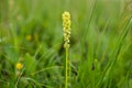 Closeup of Pseudorchis albida orchid in summer Royalty Free Stock Photo
