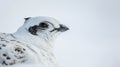 Closeup of a ptarmigans small weathered beak adapted for foraging in the harsh winter conditions Royalty Free Stock Photo