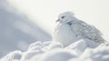 Closeup of a ptarmigans snowy white feathers perfectly camouflaged against the backdrop of a snowy landscape Royalty Free Stock Photo