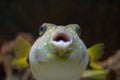 CloseUp of a Puffer Fish Royalty Free Stock Photo