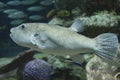 Closeup of a puffer fish swimming in the water Royalty Free Stock Photo