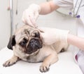 Closeup pug dog having a check-up in his ear by a veterinarian Royalty Free Stock Photo