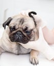 Closeup pug dog having a check-up in his ear by a veterinarian. isolated Royalty Free Stock Photo