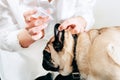 Closeup pug dog having drops in his ear. Concept of taking care of your pet Royalty Free Stock Photo