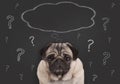 Closeup of pug puppy dog sitting in front of blackboard sign with question marks and blank thought bubble