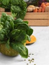 Closeup of a pumpkin with a bunch of fresh spinach. Freshly harvested vegetables in a wooden box turnips, beets, carrots, greens Royalty Free Stock Photo