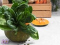 Closeup of a pumpkin with a bunch of fresh spinach. Freshly harvested vegetables in a wooden box turnips, beets, carrots, greens Royalty Free Stock Photo