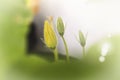 Closeup on pumpkin flower bud Royalty Free Stock Photo