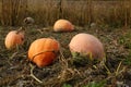 Closeup of pumpkin growth on the autumn vegetable garden Royalty Free Stock Photo
