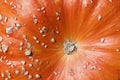 Closeup Pumpkin Macro Shoot Autumn Symbol