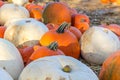 Closeup of pumpkin patch, harvest season, fresh orange pumpkins on a farm field. Royalty Free Stock Photo