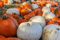 Closeup of pumpkin patch, harvest season, fresh orange pumpkins on a farm field. Royalty Free Stock Photo