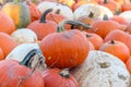 Closeup of pumpkin patch, harvest season, fresh orange pumpkins on a farm field. Royalty Free Stock Photo