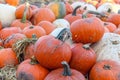 Closeup of pumpkin patch, harvest season, fresh orange pumpkins on a farm field. Royalty Free Stock Photo