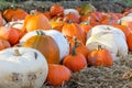 Closeup of pumpkin patch, harvest season, fresh orange pumpkins on a farm field. Royalty Free Stock Photo