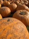 Closeup of pumpkin patch, harvest season, freshly picked orange pumpkins on a farm Royalty Free Stock Photo