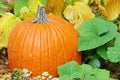 Closeup pumpkin with plants