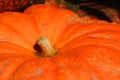Closeup of Pumpkin Stem Royalty Free Stock Photo