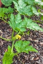 Pumpkin vine with leaves and flower bud growing in organic vegetable garden Royalty Free Stock Photo