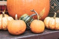Closeup of pumpkins on a picnic table Royalty Free Stock Photo