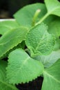 Pungency Cuban Oregano or Spanish Thyme Grown as Edible Ornamental Houseplants