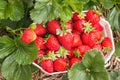 Punnet with freshly picked strawberries growing in organic strawberry garden