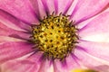 Closeup of puple Gerbera Royalty Free Stock Photo