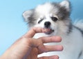 Closeup puppy pomeranian dog bite on finger for kidding, Selective focus Royalty Free Stock Photo